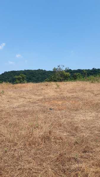 40 Acre Agricultural/Farm Land for Sale in Tala, Raigad