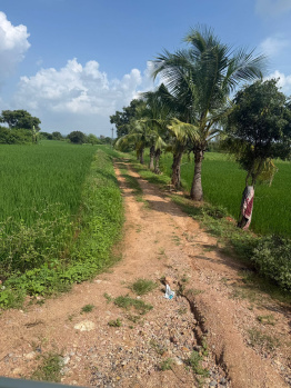 Agricultural/Farm Land for Sale in Panangudi, Nagapattinam (8 Acre)