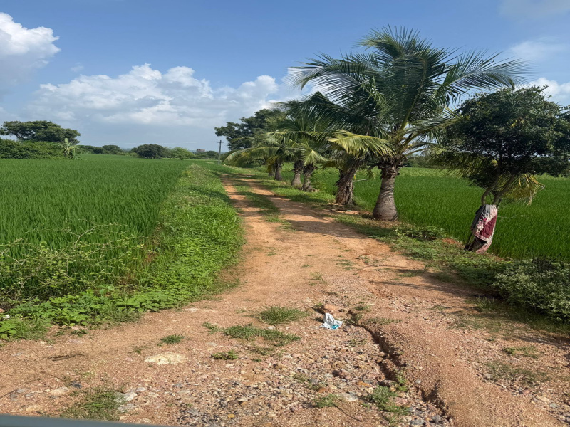 Agricultural/Farm Land For Sale In Panangudi, Nagapattinam (8 Acre)
