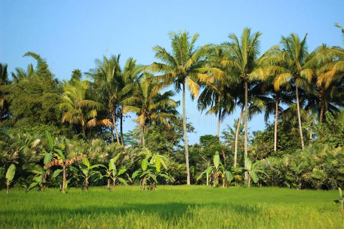 Agricultural/Farm Land For Sale In Kurinjipadi, Cuddalore (3 Acre)