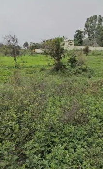 30 Bigha Residential Plot for Sale in Pinjore, Panchkula