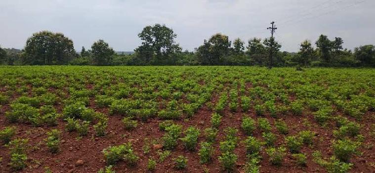 20 Acre Agricultural/Farm Land for Sale in Katol, Nagpur