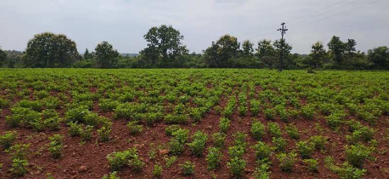 20 Acre Agricultural/Farm Land For Sale In Katol, Nagpur