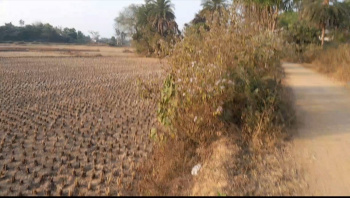 Agricultural Land for Sale in Bankura, Makurgram | Budget-Friendly Farmland