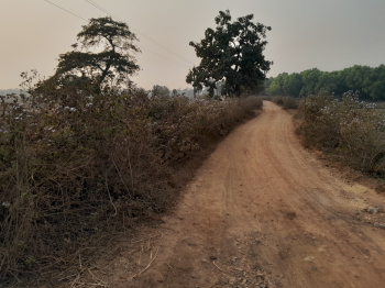Agricultural/Farm Land for Sale in Beliatore, Bankura (20 Bigha)