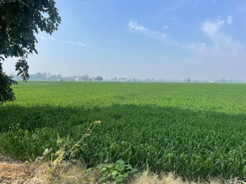 Agricultural/Farm Land for Sale in Sector 22, Panchkula (150 Acre)