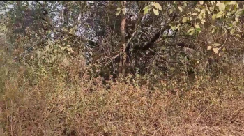Property for sale in Alibag, Raigad
