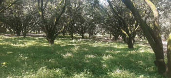 Property for sale in Dakpathar, Dehradun