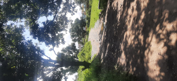 250 Sq. Yards Residential Plot for Sale in Vikas Nagar, Dehradun