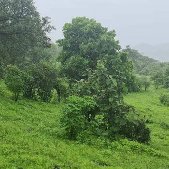 Property for sale in Pali, Raigad