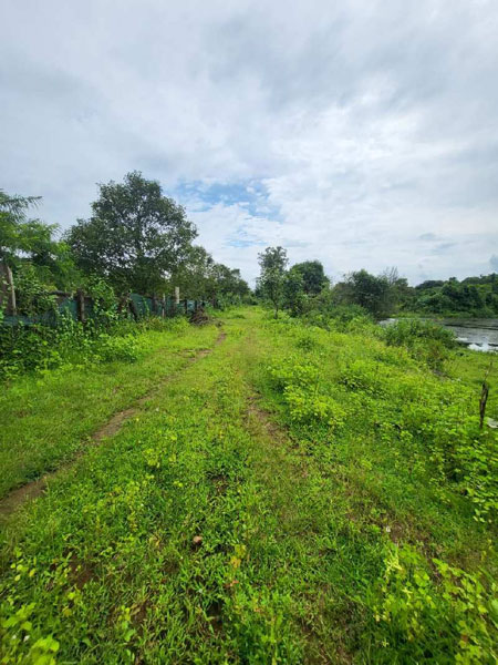 58 Guntha Agricultural/Farm Land for Sale in Sudhagad, Raigad