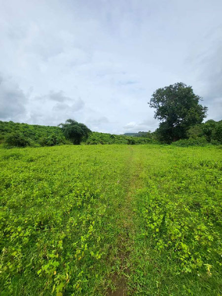 58 Guntha Agricultural/Farm Land for Sale in Sudhagad, Raigad
