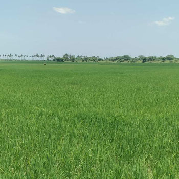 12 Acre Agricultural/Farm Land for Sale in Kadambathur, Thiruvallur