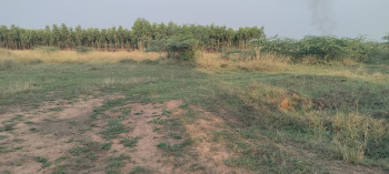 600 Cent Agricultural/Farm Land for Sale in Poondi, Thiruvallur