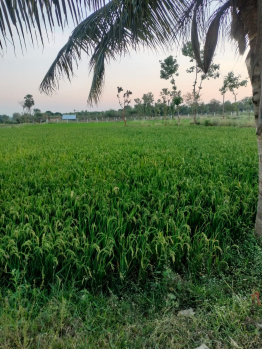 350 Cent Agricultural/Farm Land for Sale in Tiruttani, Thiruvallur