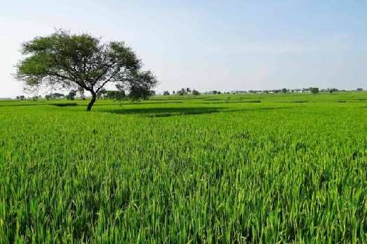Agriculture Land In Dera Bassi