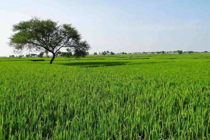 Agriculture land in dera bassi