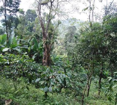 7 Acre Agricultural/Farm Land for Sale in Madikeri, Kodagu