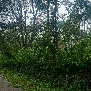 Residentaial Land for sale at Madikeri, Coorg.