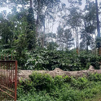 3.12 Acres Well Maintained Coffee land for sale