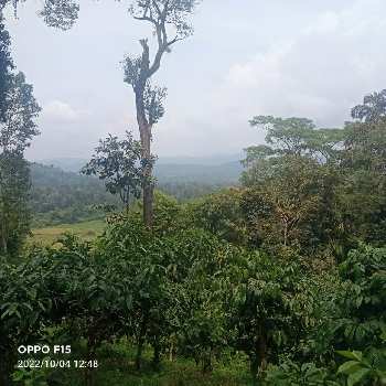 10.5 Acres Agricultural Land for Sale in Madikeri – Coorg