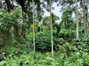 Property for sale in Virajpet, Kodagu