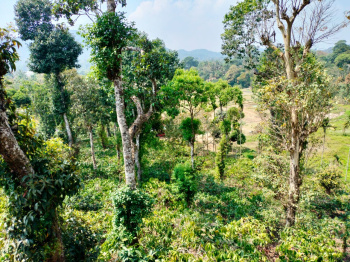 Property for sale in Virajpet, Kodagu