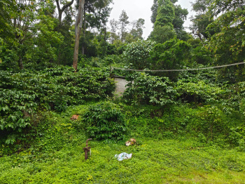 12.94 acres well maintain coffee land for sale in Madikeri ( Coorg )