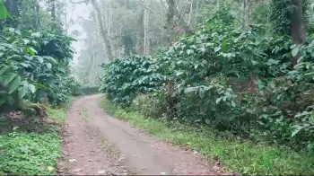 5 acres well maintain coffee land for sale in Madikeri ( Coorg )