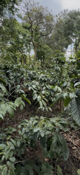 Property for sale in Madikeri, Kodagu