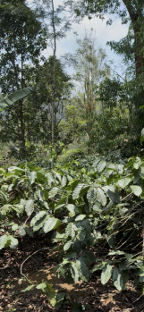 Prime Residential Property for Sale | Perfect for Investment, Homestay, or Villa