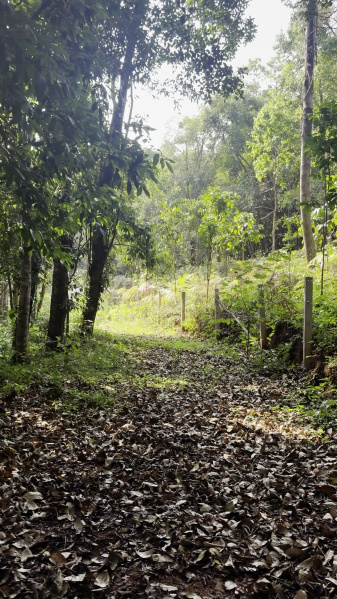 4.6 Acres Agriculture Land For Sale – Madikeri (Coorg)