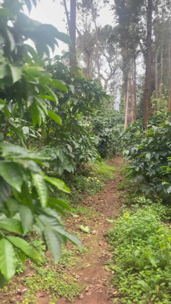 🌿 11.6 Acres Premium Coffee & Pepper Plantation For Sale – Near Madikeri, Coorg