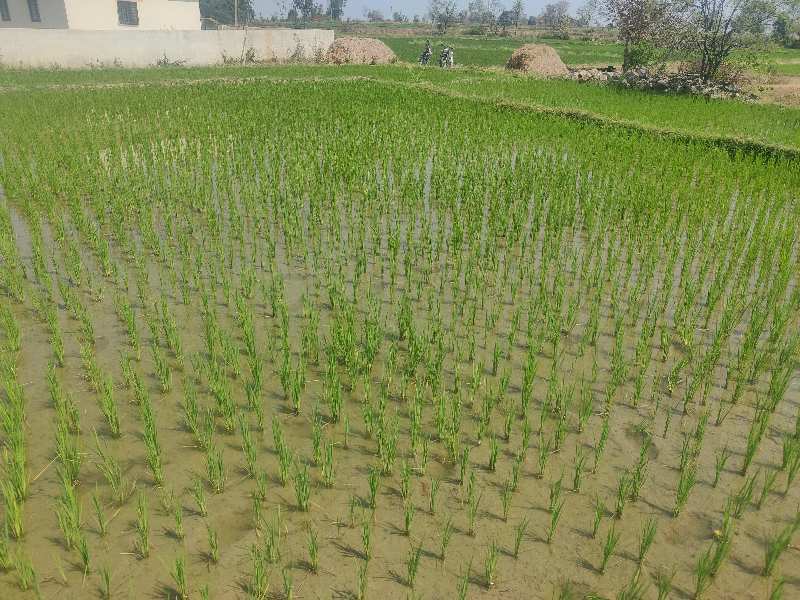 3 Acre Agricultural/Farm Land for Sale in Domakonda, Nizamabad