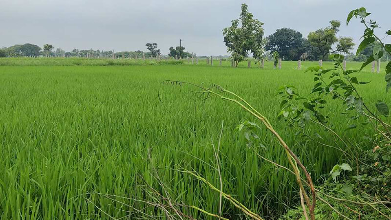 1.45 Acre Agricultural/Farm Land for Sale in Bhiknoor, Nizamabad