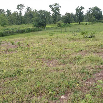 60 Guntha Agricultural/Farm Land for Sale in Wada, Thane