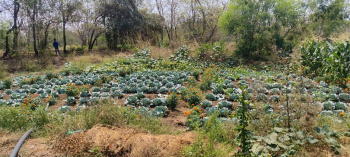 Residential Plot for Sale in Wada, Palghar (35 Guntha)