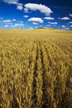 Property for sale in Saunkh, Mathura