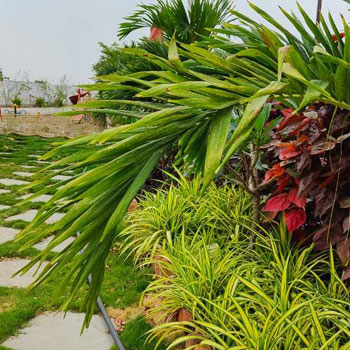 DTCP Layout In Municipality Limits