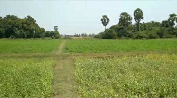 8.35 Acre Agricultural/Farm Land for Sale in Cheyyar, Kanchipuram
