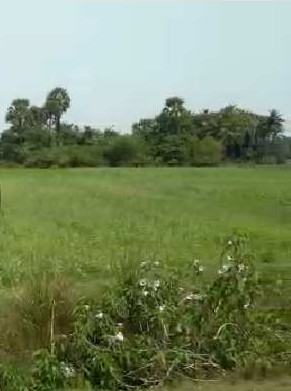 8.35 Acre Agricultural/Farm Land for Sale in Cheyyar, Kanchipuram