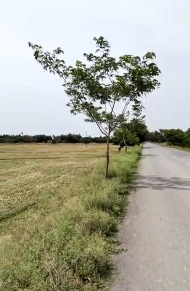 3.50 Acre Agricultural/Farm Land for Sale in Marakkanam, Villupuram