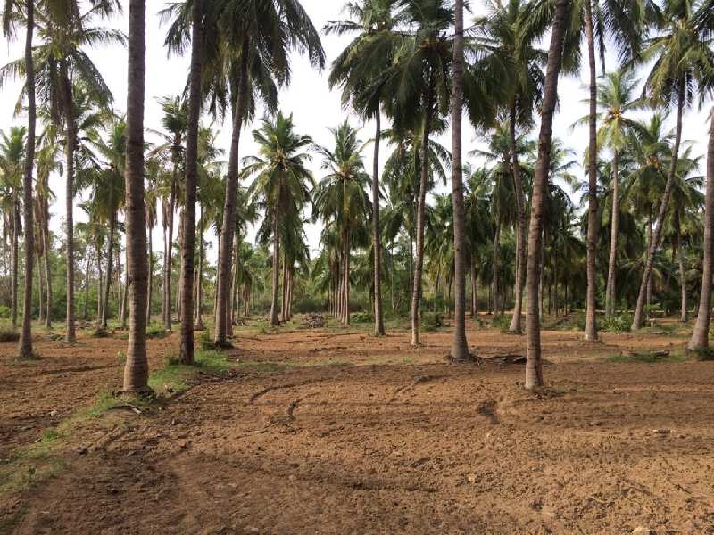 11 Acre Agricultural/Farm Land for Sale in Marakkanam, Villupuram