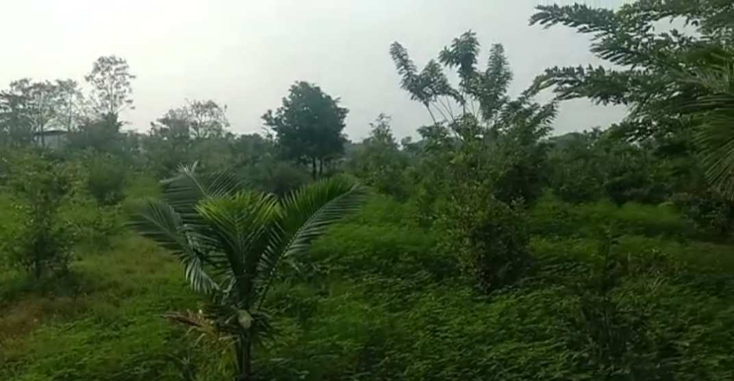 23 Acre Agricultural/Farm Land for Sale in Vandavasi, Tiruvannamalai