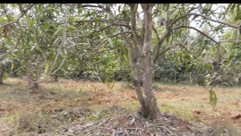 5 Acre Agricultural/Farm Land for Sale in Acharapakkam, Kanchipuram