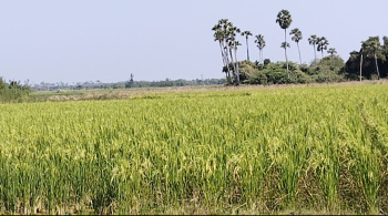 5.5 Acre Agricultural/Farm Land for Sale in Chengalpattu, Chennai