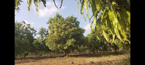 9 Acre Agricultural/Farm Land for Sale in Madambakkam, Chennai