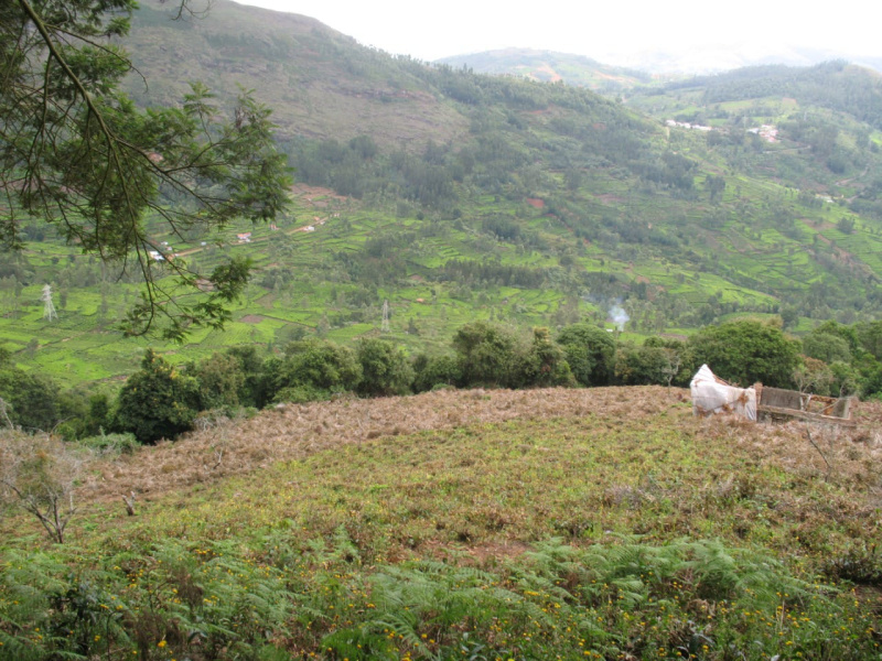 3.5 Acre Agricultural/Farm Land for Sale in Coonoor, Ooty