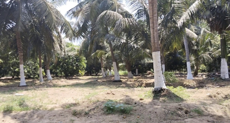 3 Acre Agricultural/Farm Land for Sale in Tamil Nadu