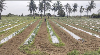 15 Acre Agricultural/Farm Land for Sale in Thirukalukundram, Kanchipuram